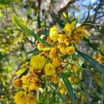 Acacia retinodes 花