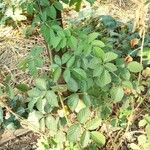 Rubus apetalus Leaf