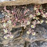 Sedum dasyphyllumFlower