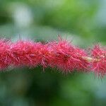 Acalypha hispida Kukka