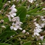 Gypsophila repensFlower