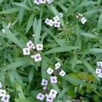 Lobularia maritima Alkat (teljes növény)