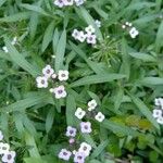 Lobularia maritima 形态