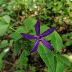 Vinca herbacea Blüte