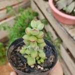 Cotyledon pendens Hoja