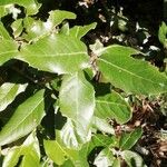 Quercus ilex List