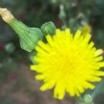 Sonchus oleraceusŽiedas