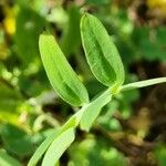 Lathyrus hirsutus Folio