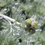Artemisia glacialis Λουλούδι