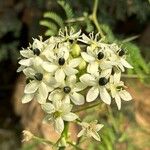 Ornithogalum saundersiae Õis