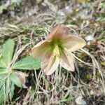 Helleborus niger Floro
