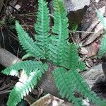 Pteris fauriei Листок