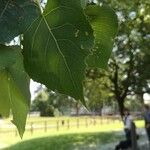 Populus × canadensisLehti