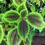 Pilea involucrata Ліст