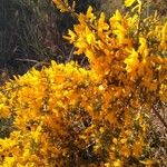 Cytisus galianoi Flower