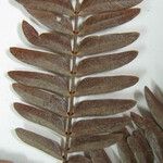 Macrosamanea pubiramea Otro