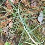 Scorzonera aristata 葉