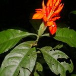 Aphelandra aurantiaca Flor