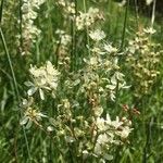 Filipendula vulgaris花