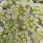 Crithmum maritimum Flower