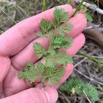 Daucus pusillus Leaf