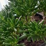 Crassula ovataЛист