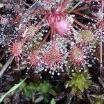 Drosera intermedia Lapas