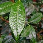 Camellia sinensis Blatt