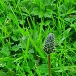 Plantago atrata Flower