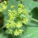 Alchemilla mollis Virág