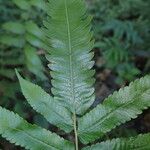 Thelypteris afra Likasa