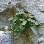 Physoplexis comosa 葉