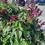 Salvia involucrata Hábito