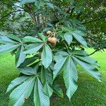 Aesculus turbinata Fruit