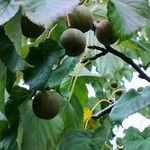 Davidia involucrata Owoc