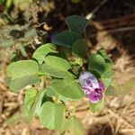 Ipomoea asarifolia Leaf