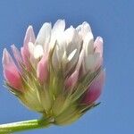 Trifolium thalii অন্যান্য