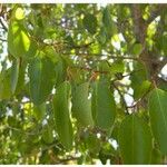 Azara petiolaris Leaf