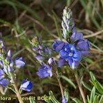 Veronica satureiifolia आदत