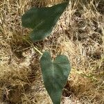 Cucurbita foetidissima Blad