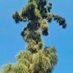 Casuarina cunninghamiana Leaf