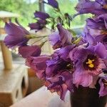 Eustoma exaltatum Cvet
