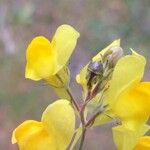 Linaria spartea Fruit