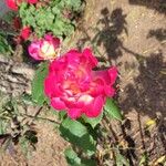 Rosa spp. Blomst