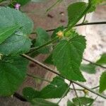Sida cordata Floare