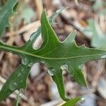 Lactuca perennis Leaf