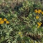 Tanacetum vulgare Natur