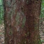 Pouteria brachyandra Kabuk