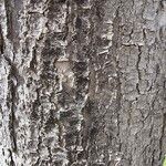 Acer pseudoplatanus बार्क (छाल)