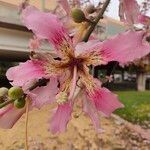 Ceiba speciosa Flower